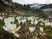 13 Crocus 